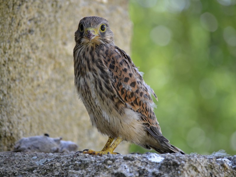 Vendée - Falco tinnunculus 03