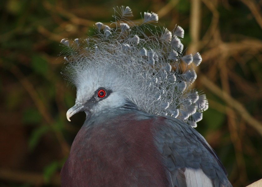 Victoria Crowned Pigeon 058