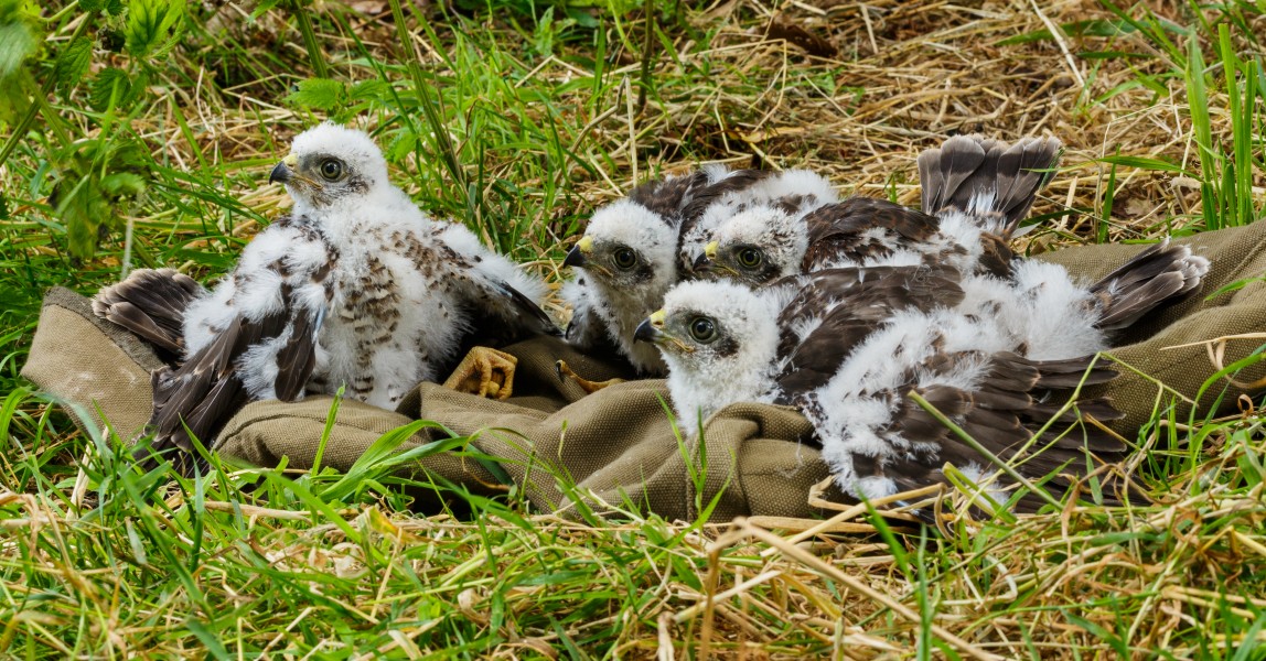 Vier pas geringde jonge sperwers (Accipiter nisus). Locatie, Natuurterrein De Famberhorst