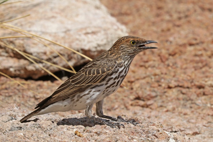 Violet-backed starling (Cinnyricinclus leucogaster verreauxi) female