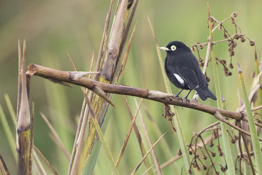 Viuvinha-de-óculos no Parque Nacional da Lagoa do Peixe