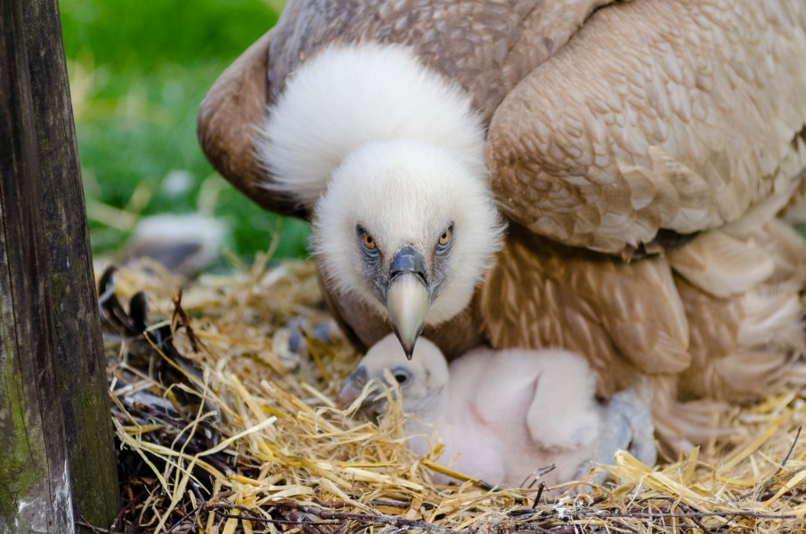 Vulture (26410226300)