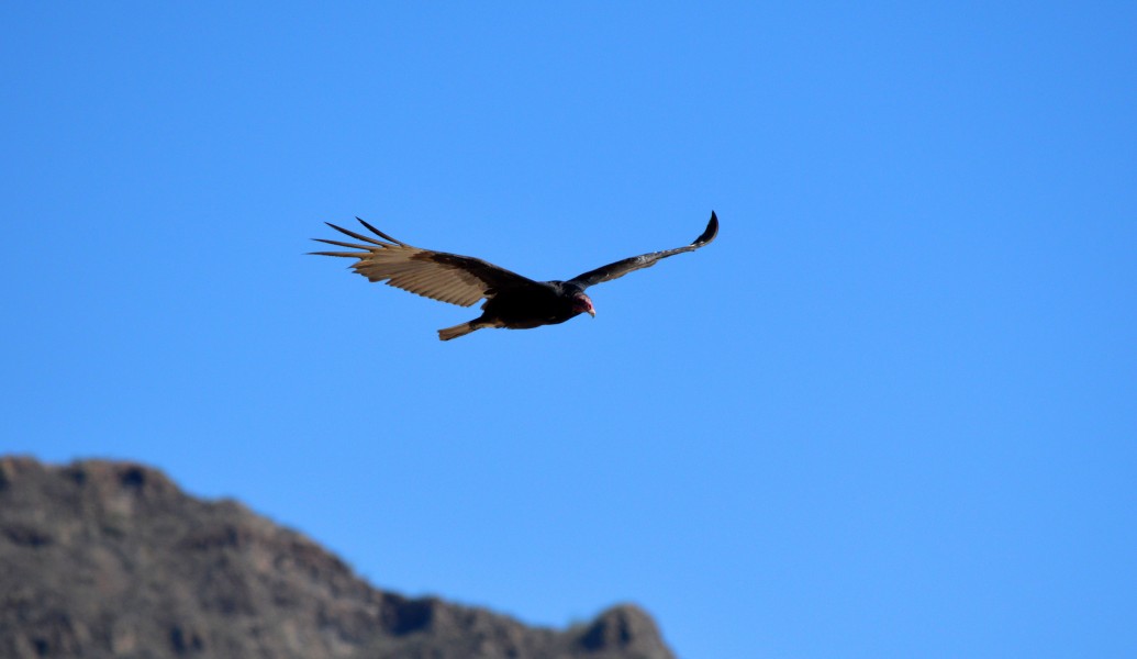 Vulture in San Carlos Bay02