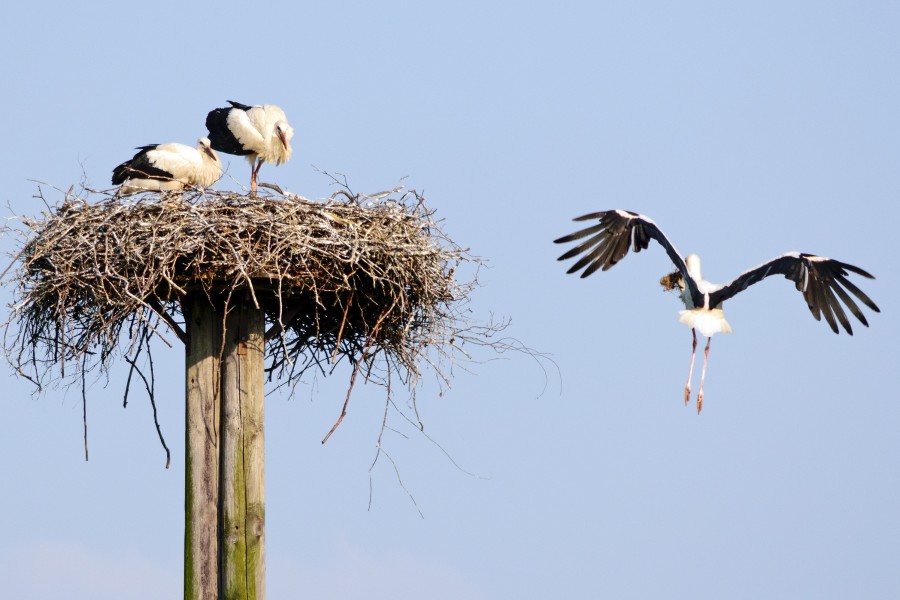 Weißstorch im Anflug auf Nest (4)