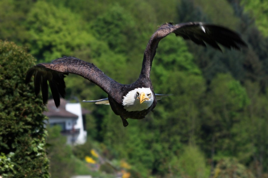 Weisskopf Seeadler haliaeetus leucocephalus 2 amk