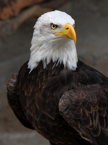 Weisskopf Seeadler haliaeetus leucocephalus 8 amk