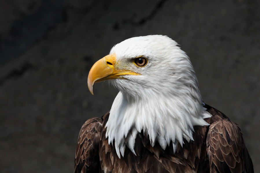Weisskopf Seeadler haliaeetus leucocephalus amk