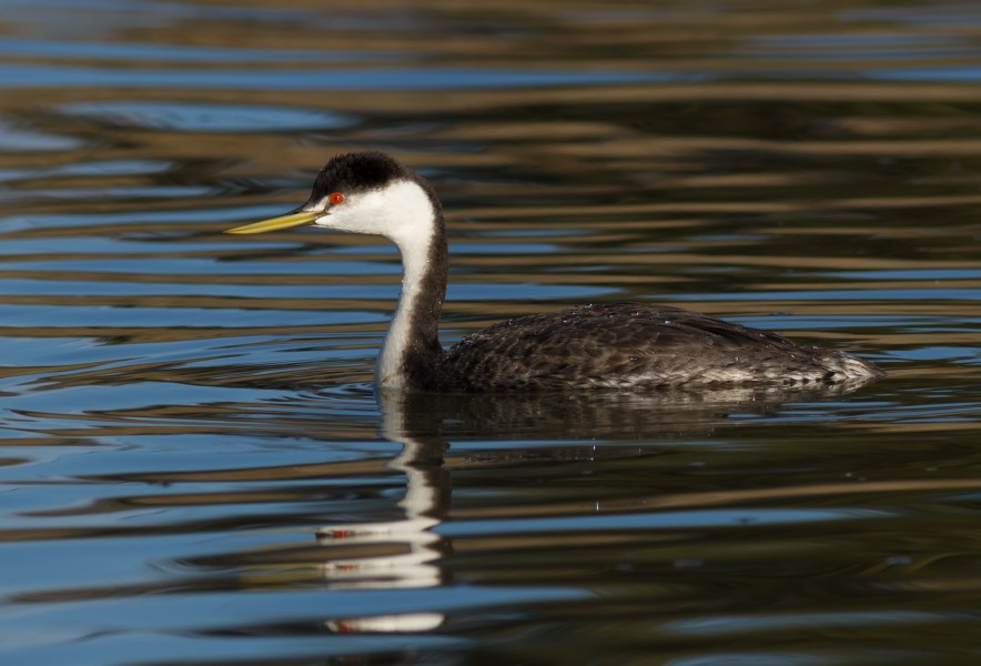 Western Grebe (Aechmophorus occidentalis), Corte Madera, California