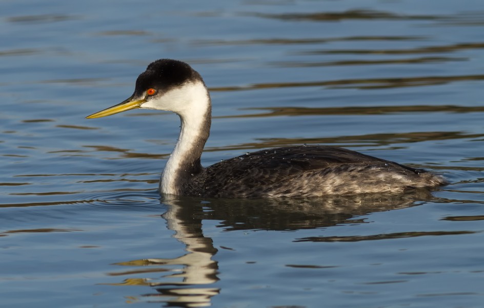 Western Grebe (Aechmophorus occidentalis) IV