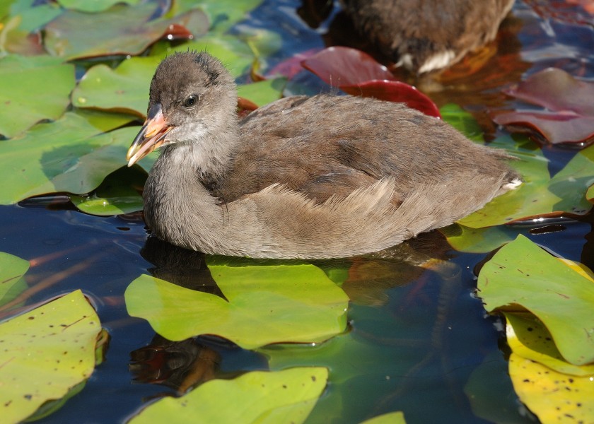 Westfalenpark-100818-16987-Gallinula-chloro