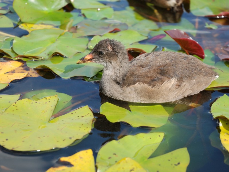 Westfalenpark-100818-16994-Gallinula-chloro