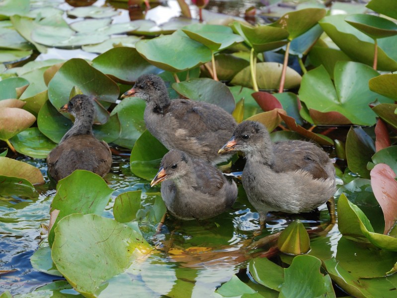 Westfalenpark-100818-17279-Gallinula-chloro
