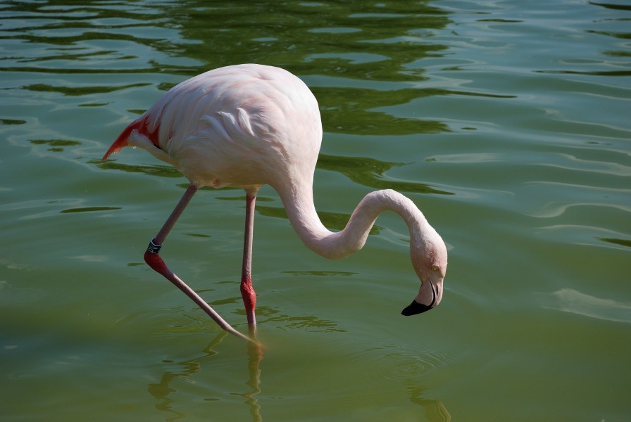 Westfalenpark-100821-17771-Flamingo