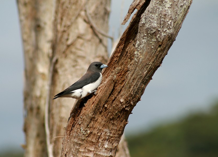 White-breasted Woodswallow at nest