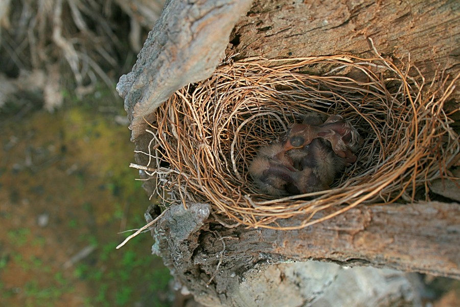 White-breasted Woodswallow chicks in nest