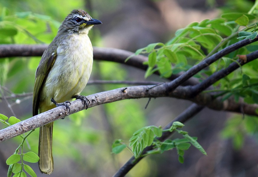 White-browed Bulbul ( Pycnonotus luteolus)