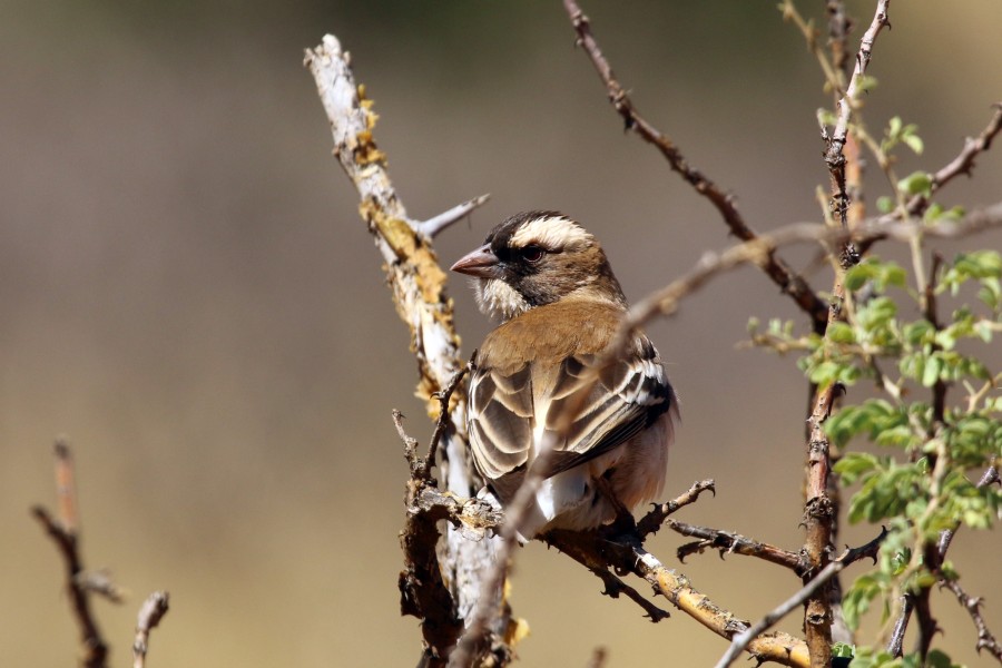 White-browed sparrow-weaver (Plocepasser mahali) female