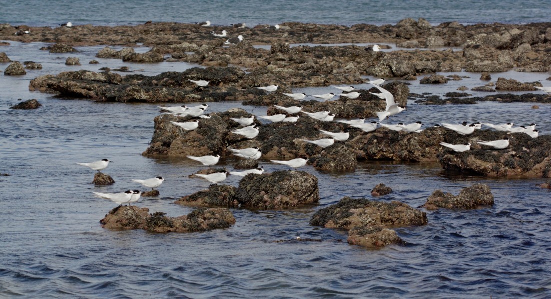 White-fronted terns (Sterna striata) at Takapuna