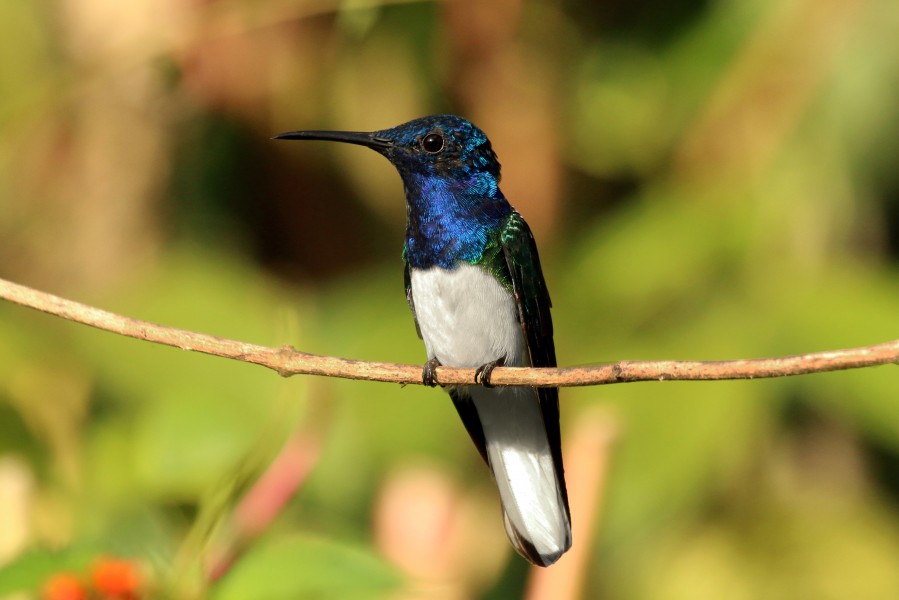 White-necked jacobin (Florisuga mellivora mellivora) male Tr