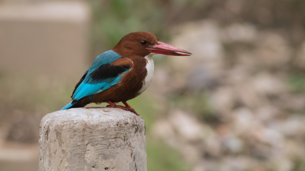 White-throated kingfisher in Ludhiana disctrict, Punjab, India 03
