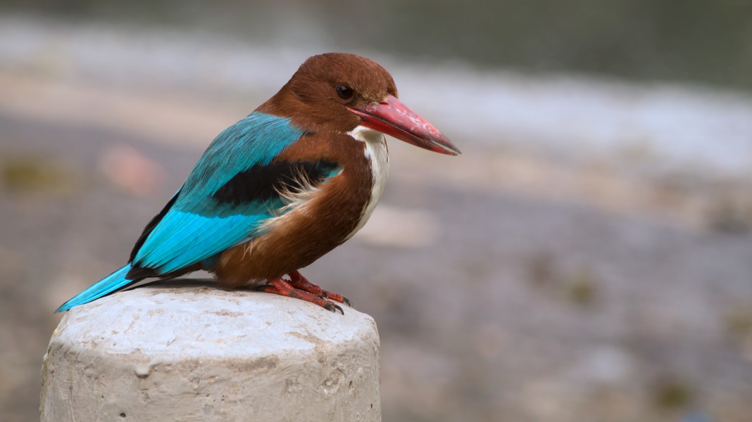 White-throated Kingfisher in Ludhiana district, Punjab 05