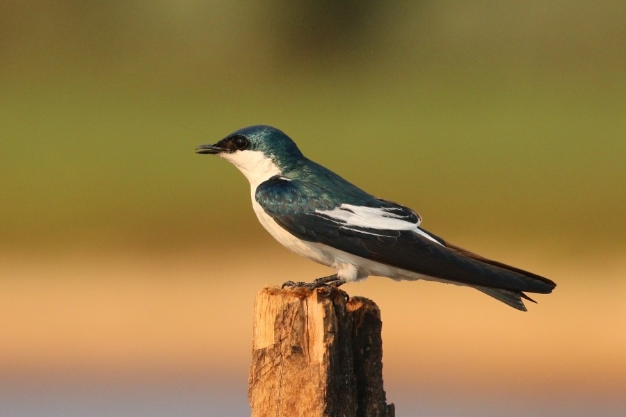 White-winged swallow (Tachycineta albiventer) 2