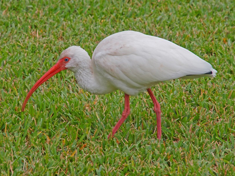 White Ibis - Eudocimus albus, Fairchild Tropical Gardens, Coral Gables, Florida