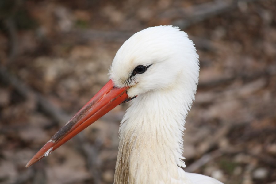 White Stork 12