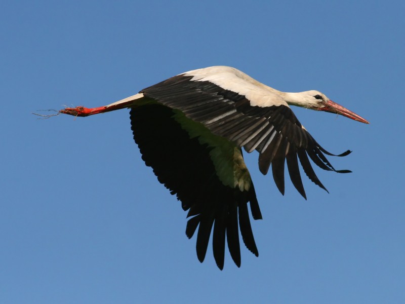 White Stork (Ciconia ciconia) (5)