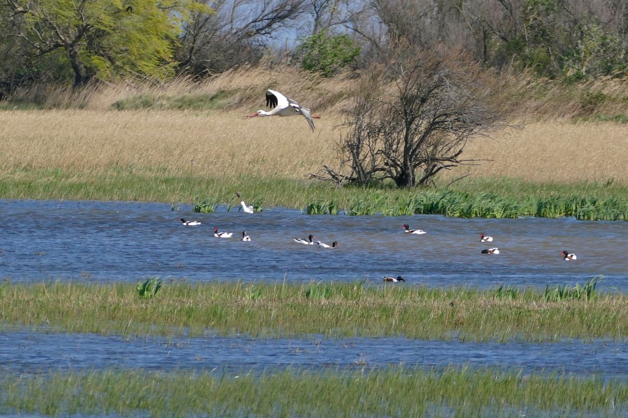 White Stork (Ciconia ciconia) over Common Shellducks (25438123844)