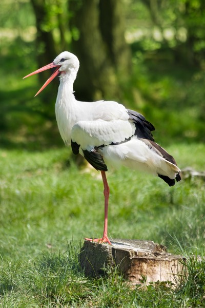 White Stork Weißstorch Ciconia ciconia