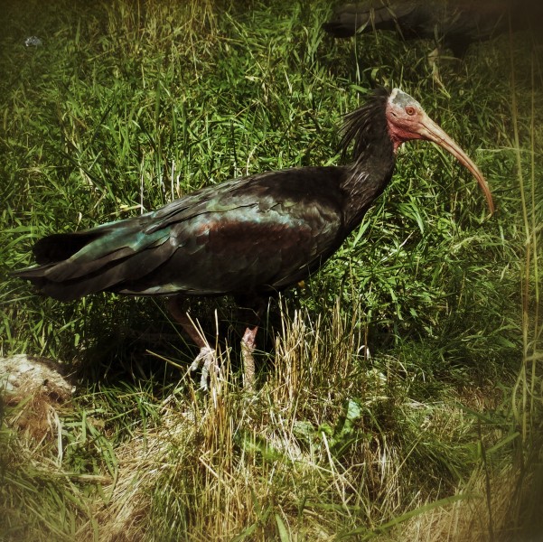 Wildpark Besuch, 2014 (14492097957)