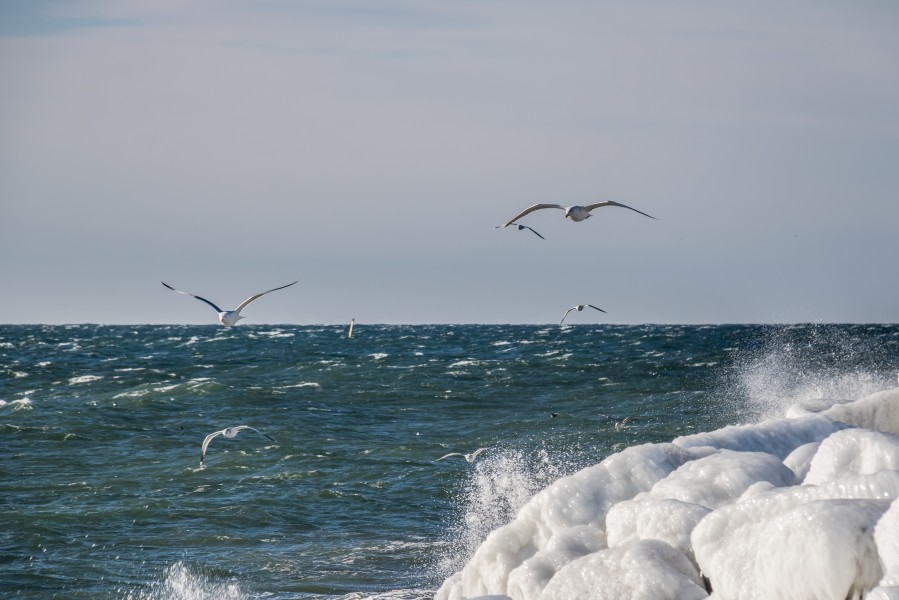 Windy day by the Sea (33503973576)