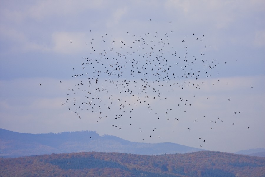 Wood Pigeon Migration