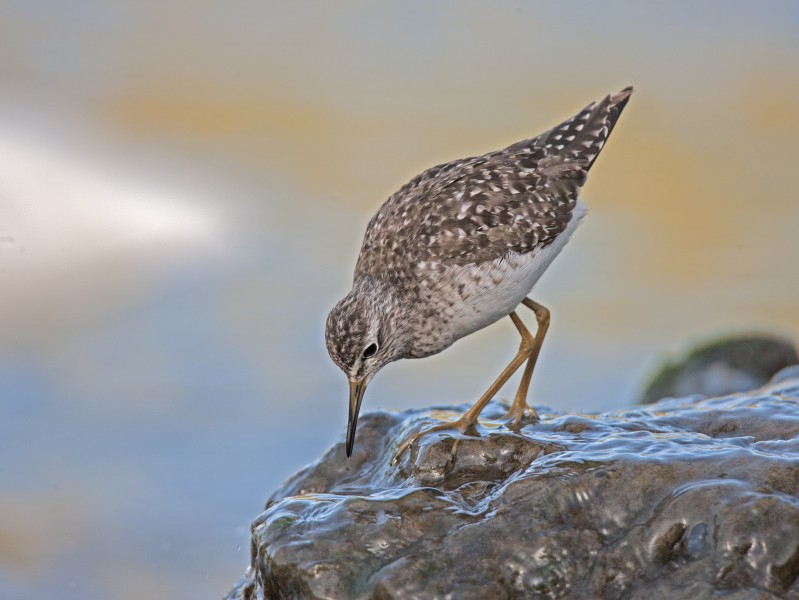 Wood sandpiper 2