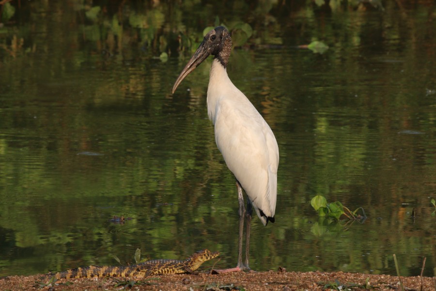 Wood stork (Mycteria americana) and Yacare caiman