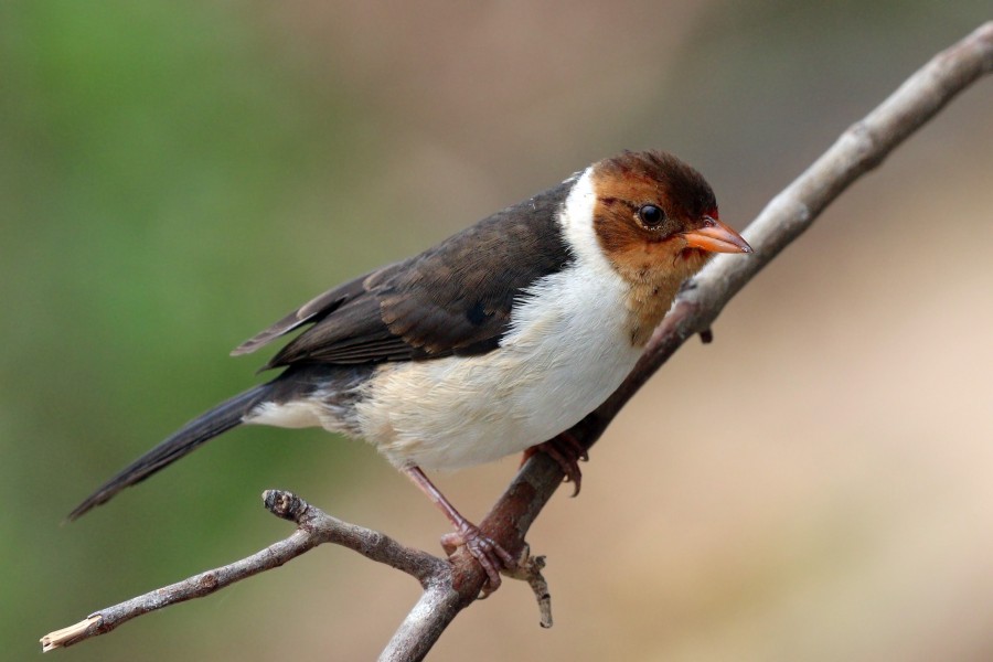 Yellow-billed cardinal (Paroaria capitata) juvenile