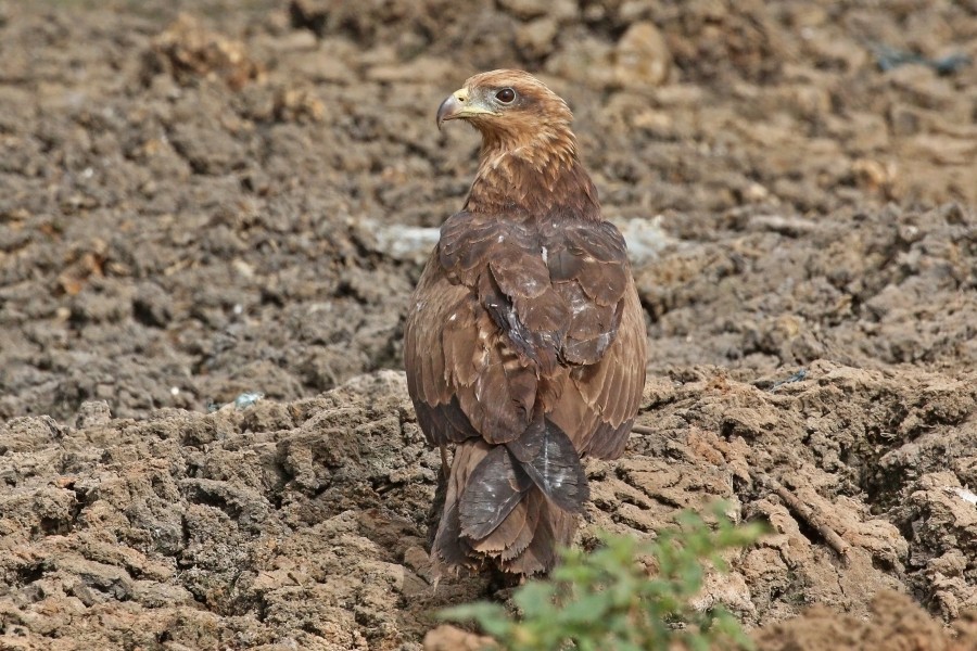 Yellow-billed Kite (Milvus aegyptius parasitus) juvenile