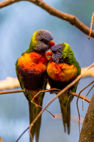 Yellow-billed lorikeet (32119003340)