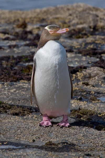 Yellow-eyed Penguin MC