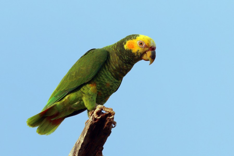 Yellow-faced parrot (Alipiopsitta xanthops) green morph