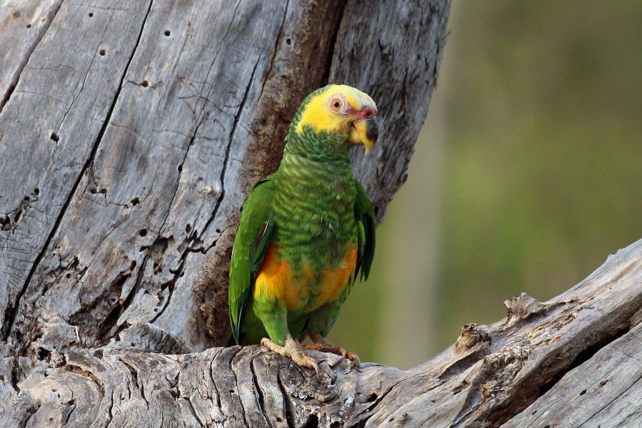 Yellow-faced parrot (Alipiopsitta xanthops) yellow morph