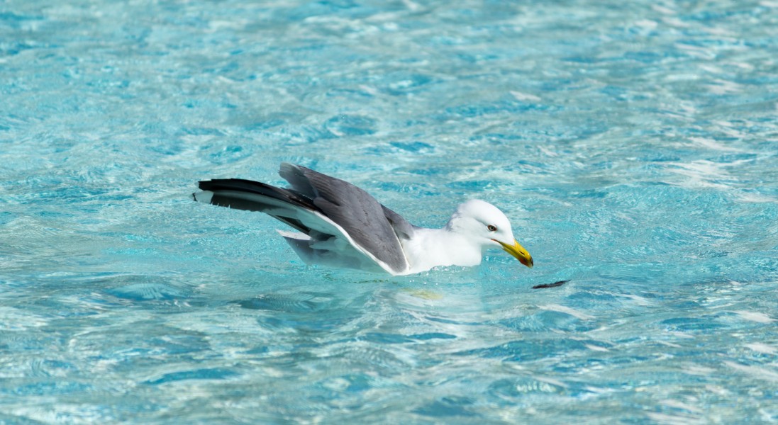 Yellow-legged gull, CAC (3)