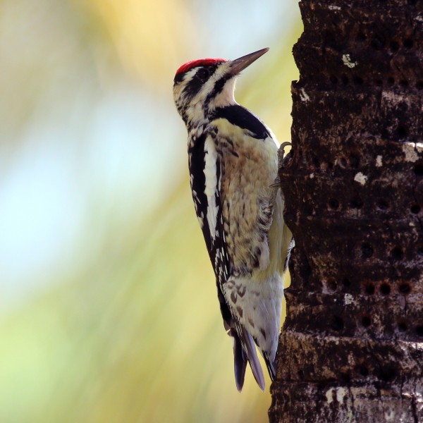 Yellow-bellied sapsucker (Sphyrapicus varius) female