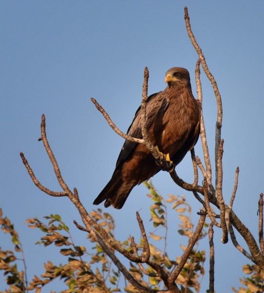 Yellow-billed Hawk, Madagascar (21557855622)