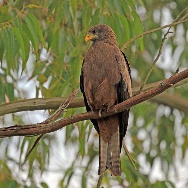 Yellow-billed Kite (Milvus aegyptius parasitus)