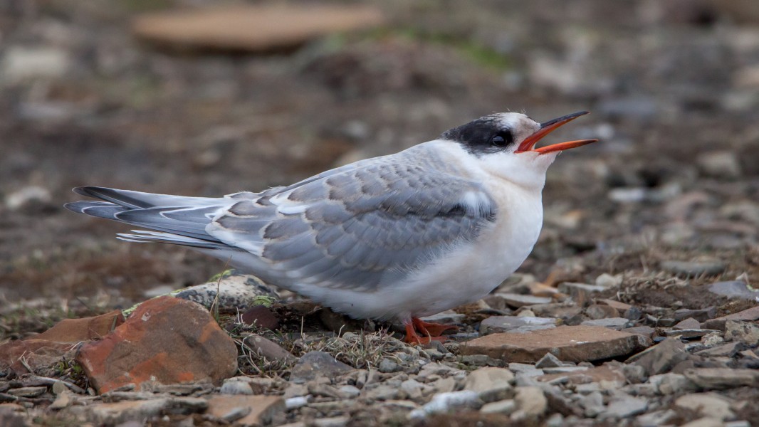 Young Arctic tern, not yet fledged