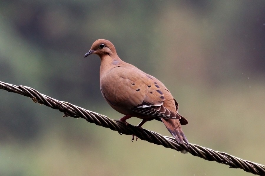 Zenaida dove (Zenaida aurita) male