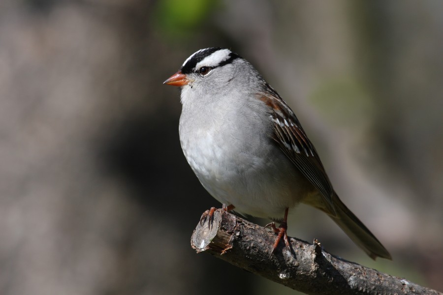 Zonotrichia leucophrys CT3
