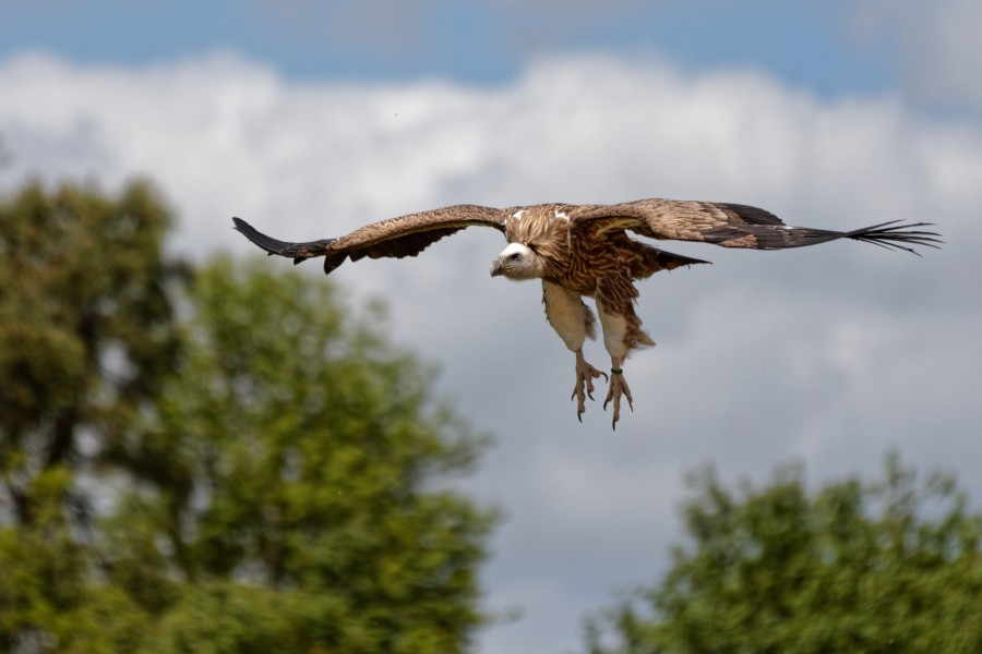 Zooparc de Beauval - Les maitres des airs - 2016 - 019